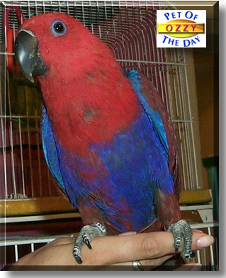 Ozzy, the Pet of the Day