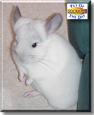 Socrates, the Pet of the Day