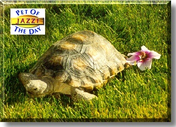 Jazzi, the Pet of the Day