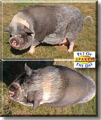 Sparky, the Pet of the Day