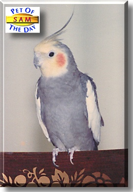Sam, the Pet of the Day
