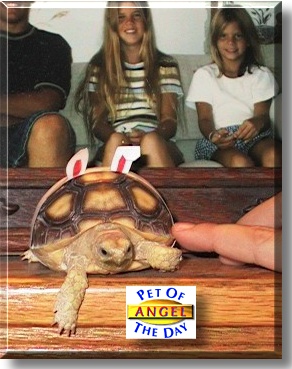 Angel, the Pet of the Day