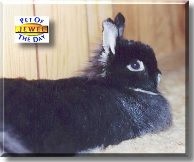 Jewel, the Pet of the Day