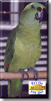 Molly, the Pet of the Day