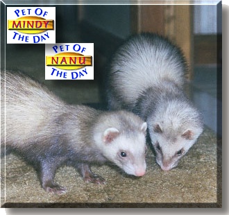 Nanu, Mindy, the Pets of the Day