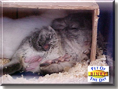 Binky, the Pet of the Day
