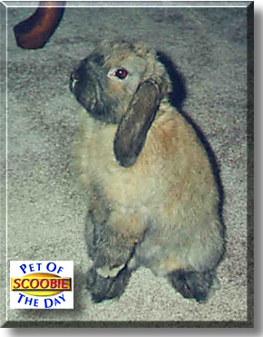 Scoobie, the Pet of the Day
