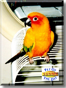 Sunny, the Pet of the Day