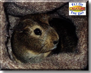 Creature, the Pet of the Day