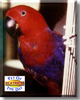 Beatrice, the Pet of the Day