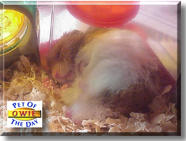 Owie, the Pet of the Day