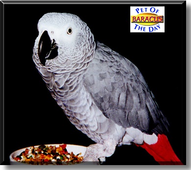 Baracus, the Pet of the Day