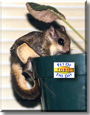 Tobie, the Pet of the Day