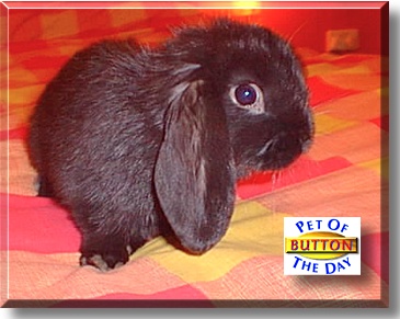 Button, the Pet of the Day