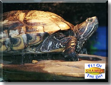 Shamus, the Pet of the Day