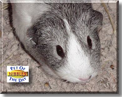 Nibbles, the Pet of the Day