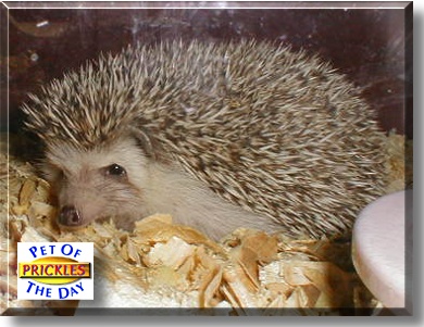 Prickles, the Pet of the Day