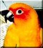 Sunny