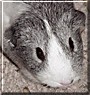 Nibbles