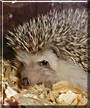 Prickles