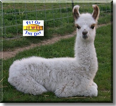 Jewel, the Pet of the Day