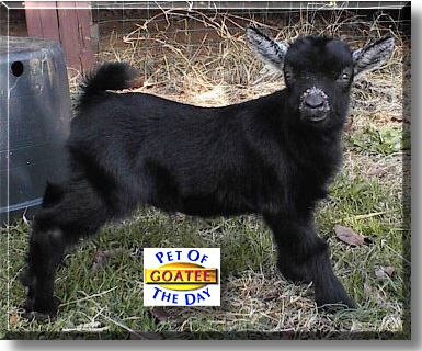 Goatee, the Pet of the Day