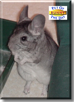 Bunny, the Pet of the Day