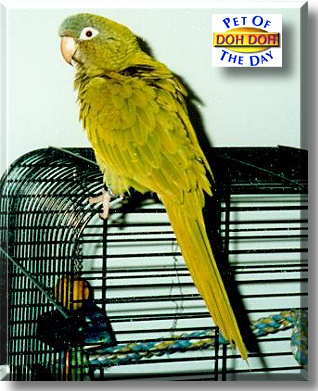 Doh Doh, the Pet of the Day