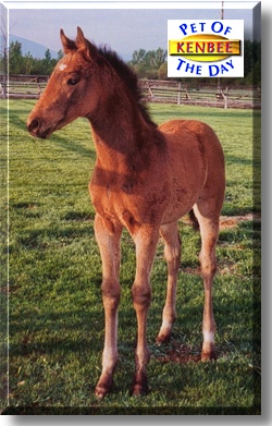 Kenbee, the Pet of the Day