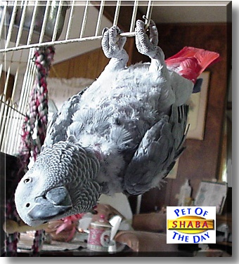 Shaba Bithumba, the Pet of the Day