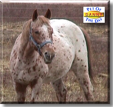 Danny, the Pet of the Day