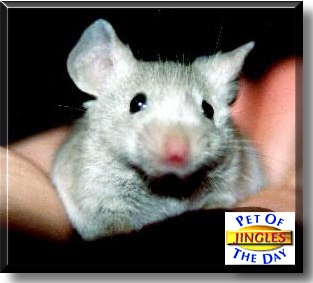 Miss Jingles, the Pet of the Day