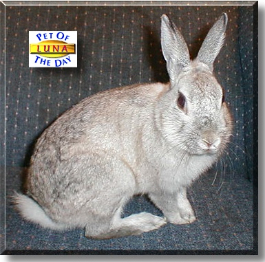 Luna, the Pet of the Day