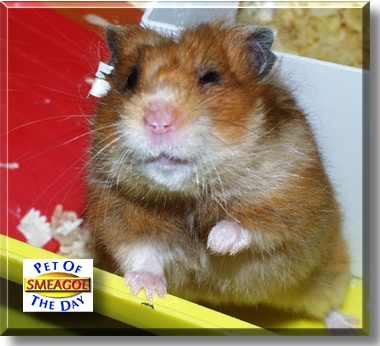 Smeagol, the Pet of the Day
