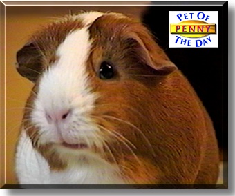 Penny, the Pet of the Day