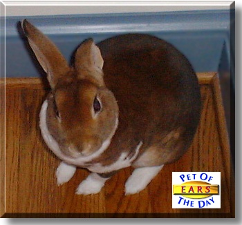 Ears, the Pet of the Day