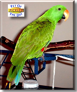 Pickles, the Pet of the Day