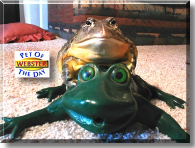 Webster, the Pet of the Day