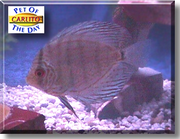 Emperor Carlito, the Pet of the Day