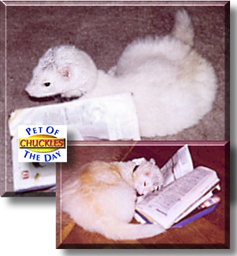 Chuckles, the Pet of the Day