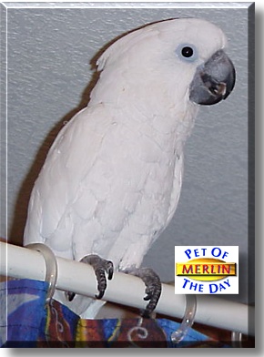 Merlin, the Pet of the Day