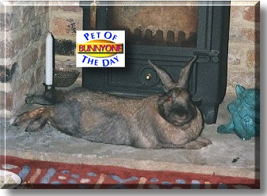 Bunny One, the Pet of the Day
