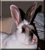 Lula the Rabbit