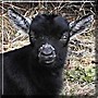 Goatee the Pygmy goat