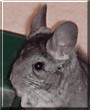 Bunny the Chinchilla