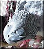 Shaba the Congo African Grey