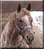 Danny the Appaloosa Gelding