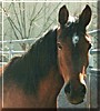 Buddy the Horse