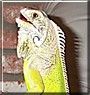 Iggy the Green Iguana