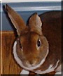 Ears the Mini Rex